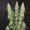 Купить семена Auto CBD Somango Haze