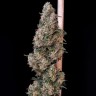 Качественные семена Auto Cheese