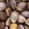 Chocolope купить семена