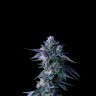 Семена Chocolope с доставкой