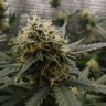 Семена Auto Critical
