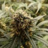 Качественные семена Auto Critical