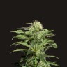 Качественные семена Chronic 
