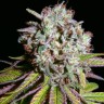 Качественные семена Auto Durban Poison с доставкой
