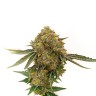 Семена каннабиса Auto Durban Poison с доставкой
