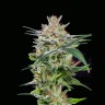 Купить качественные семена Auto Girl Scout Cookies