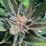 Купить семена Auto Gorilla Cookies