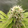 Качественные семена Auto Gorilla Glue
