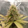 Купить семена Auto Gorilla Glue