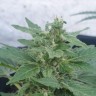 Купить семена Auto Hindu Kush
