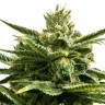 Семена конопли Auto Jack Herer