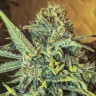 Купить семена каннабиса Auto Jack Herer