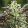Купить качественные семена Girl Scout Cookies