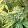 Качественные семена Auto Orange Bud