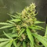 Семена Auto Amnesia