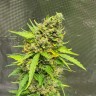 Семена конопли Auto Amnesia