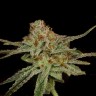 Купить семена Auto Lemon Skunk
