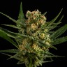 Заказать семена каннабиса Auto Lemon Skunk
