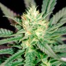 Great White Shark