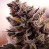 Gorilla Cookies