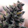 Gorilla Cookies