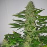 Качественные семена Auto LSD