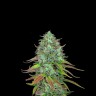 Семена Auto LSD с доставкой