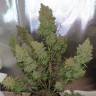 Granddaddy Purple