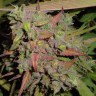 Granddaddy Purple