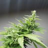 Качественные семена LSD