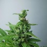 Купить семена LSD