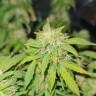 Купить качественные семена LSD