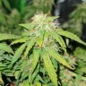 Семена сорта LSD