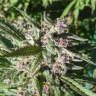 Элитные семена каннабиса Auto Maroc Purple