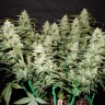 Сорт Gorilla Glue