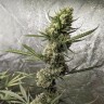 Качественные семена Gorilla Glue
