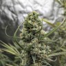 Купить семена Gorilla Glue