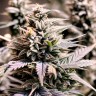 Master Kush