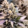 Master Kush