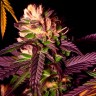 Mimosa x Orange Punch