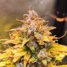 Купить семена Auto OG Kush