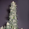 Sage 'n Sour