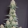 Sage 'n Sour