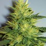 Shishkaberry