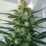 Shishkaberry