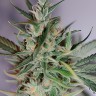 Shishkaberry