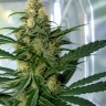 Shishkaberry