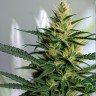 Shishkaberry