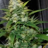 Sherbet