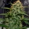 Sherbet